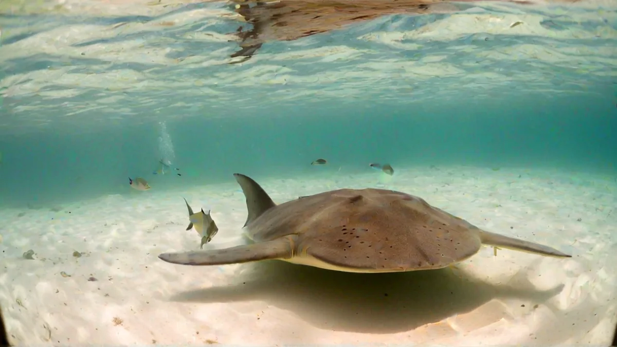 อุปสรรค Belize: Hol Chan และ Shark Ray Alley และสิ่งที่ค่าธรรมเนียมสวนอุทยานนำไปใช้