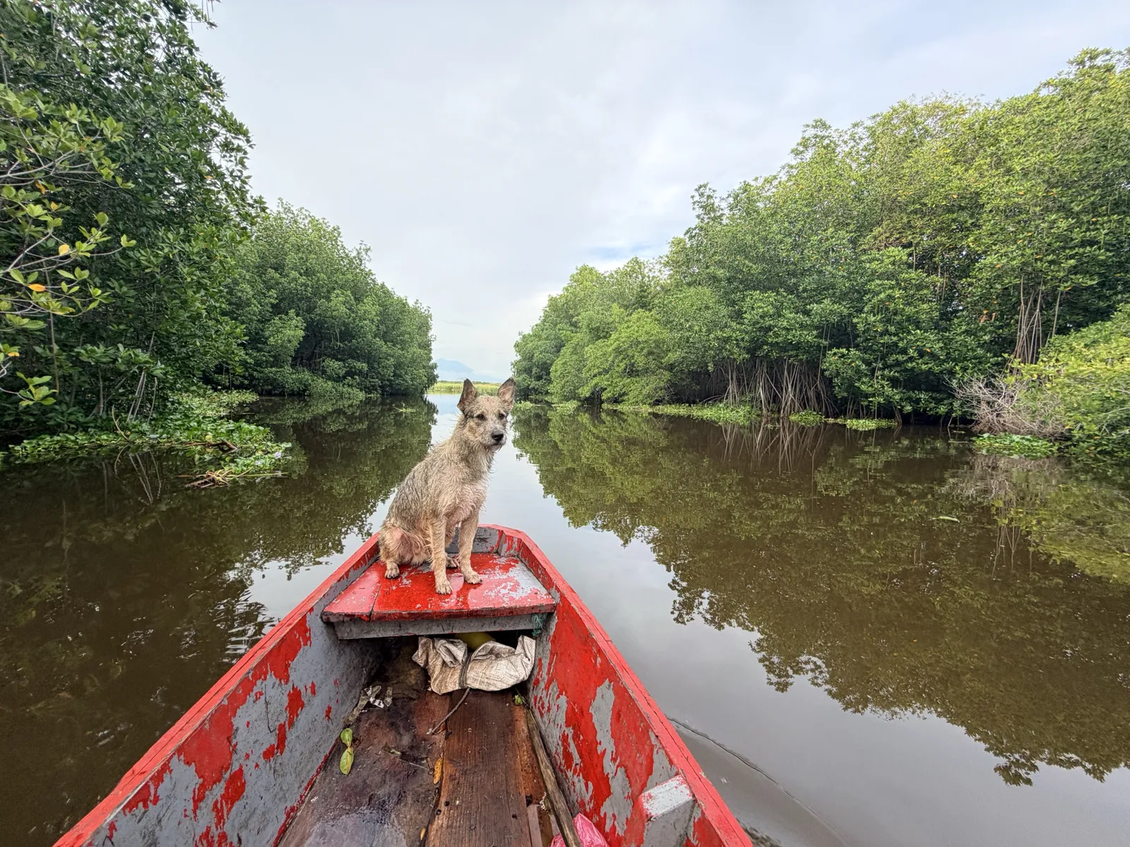 The camp dog riding the bow of the red canoe.