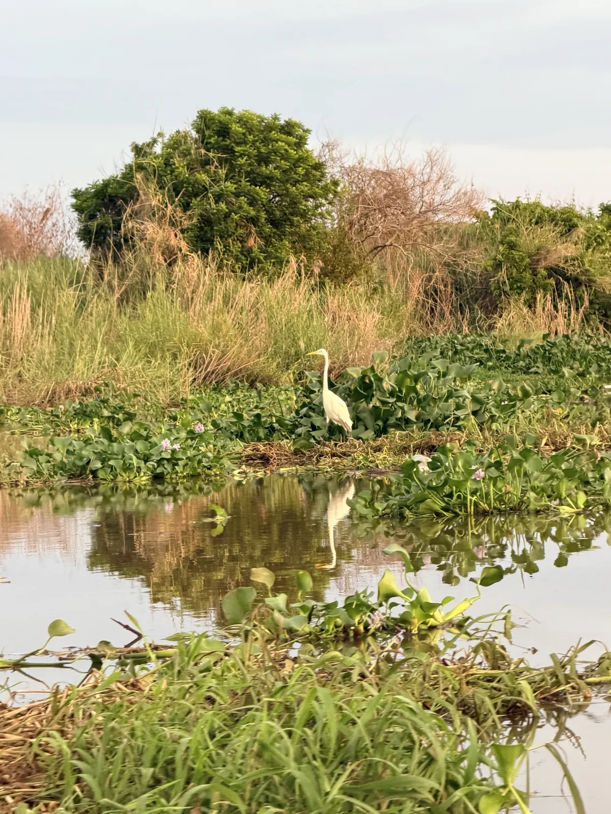 A great egret in the water hyacinth.