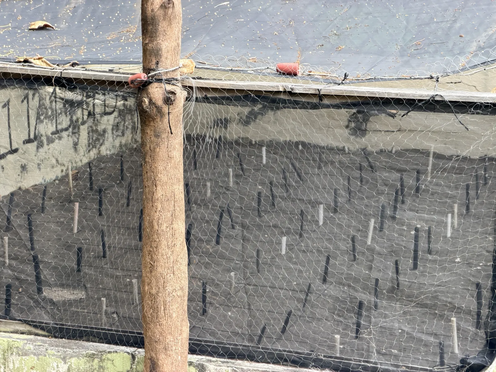 Nest markers in the turtle hatchery.