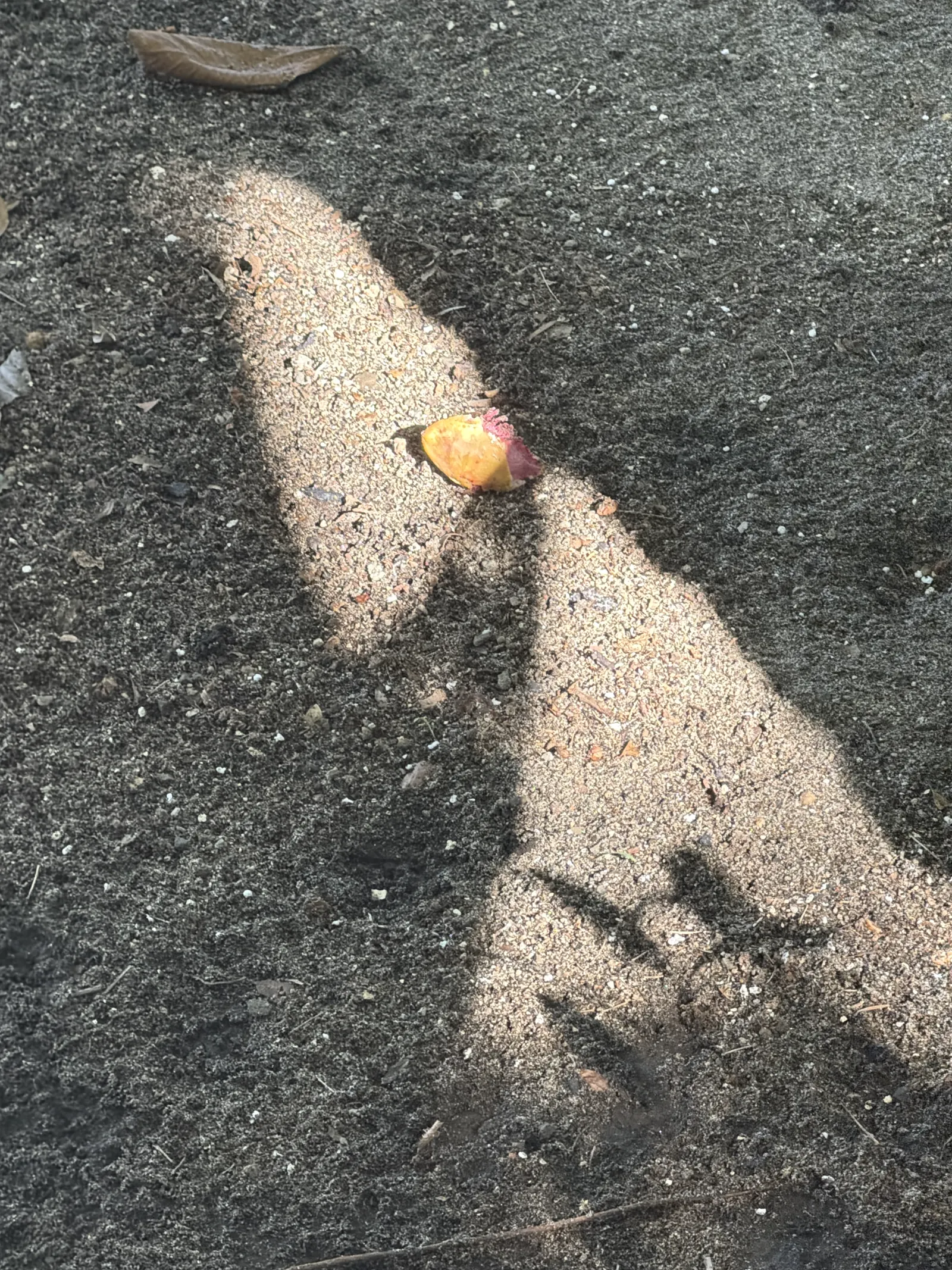 Almendro fruit. The tree over the rancho drops these on the roof all day.