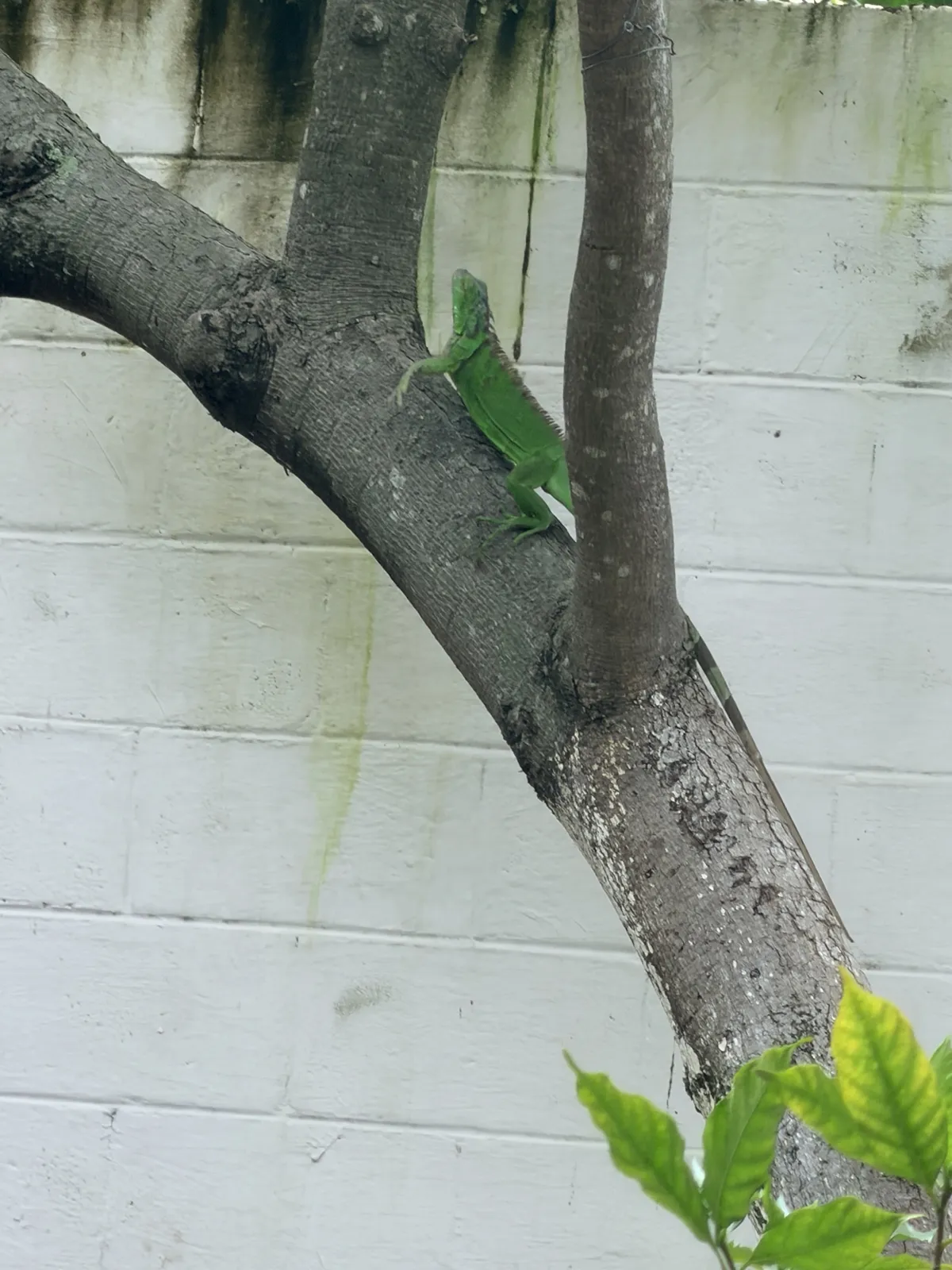 A bright-green iguana in the yard tree after a night of rain.