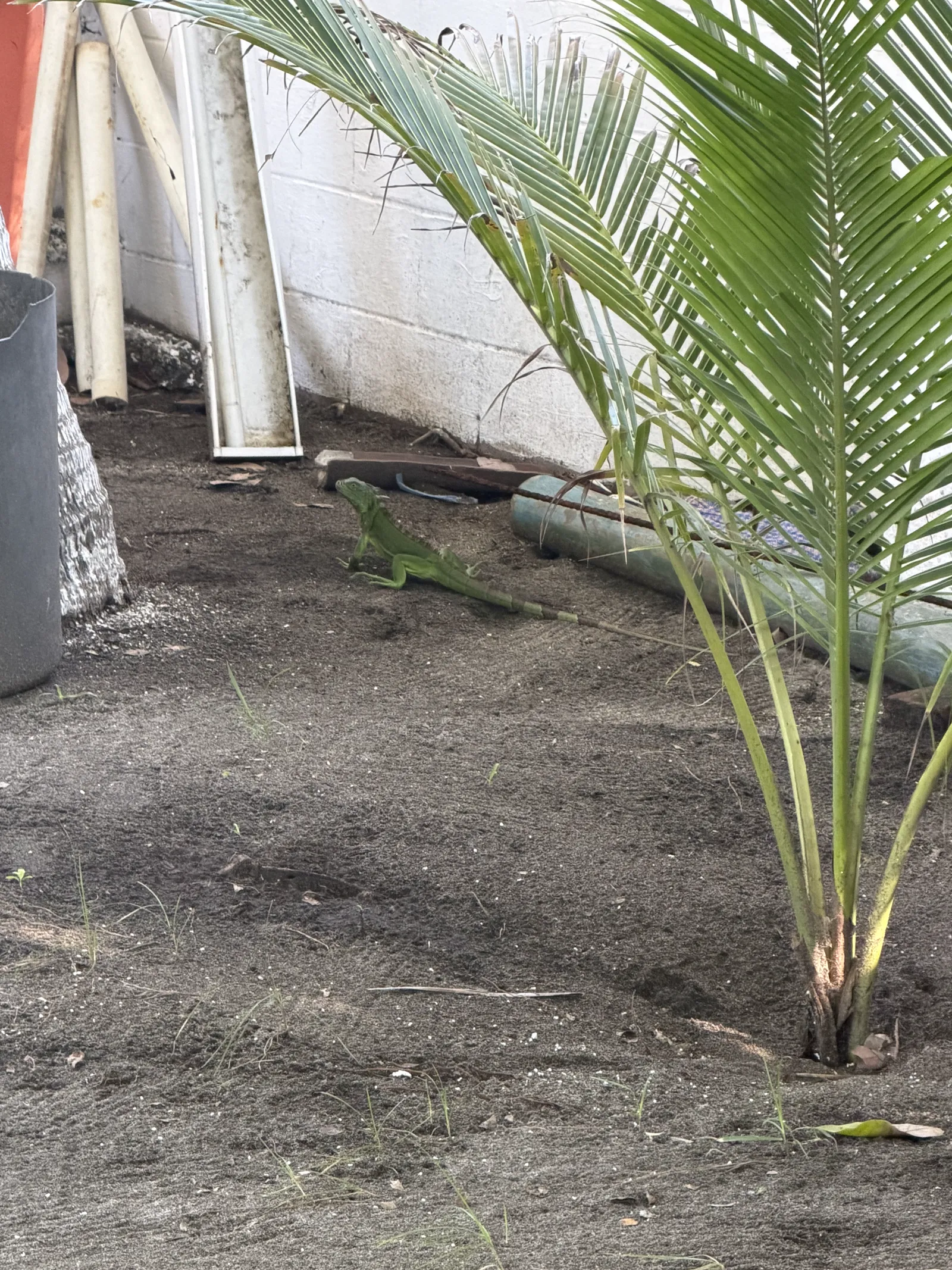 Yearling green iguana under the palm.