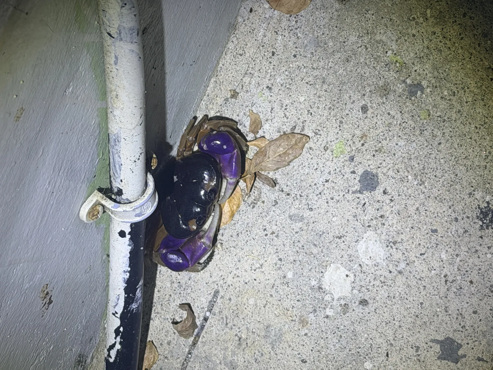 Halloween land crab under the patio wall pipe after the storm.