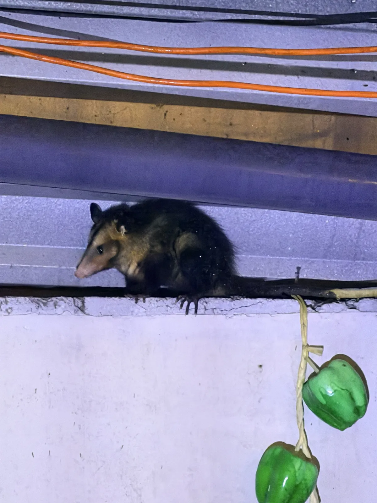 The same opossum, still waiting out the rain.