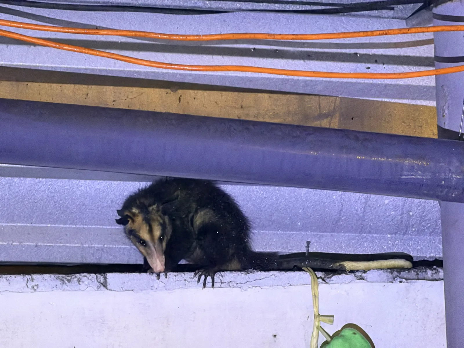 A soaked tacuazin on the block wall.